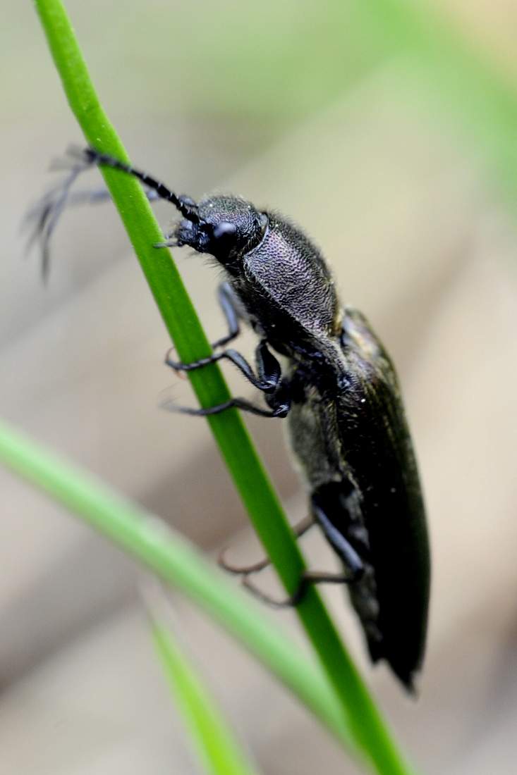 maschio di Ctenicera heyeri (Elateridae)
